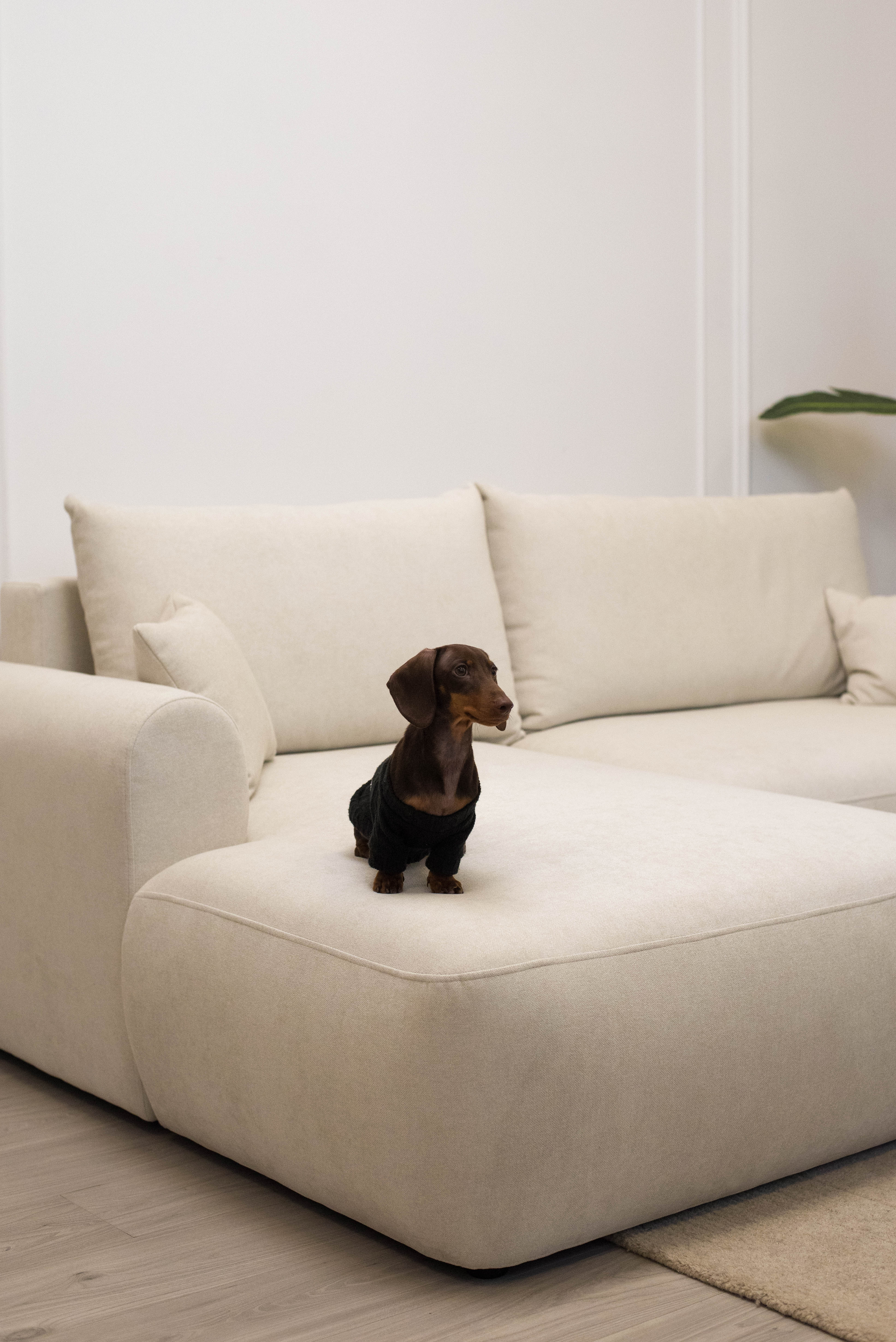 Ecksofa mit Schlaffunktion Ovo mini, L-förmig, linksseitig, mit Stauraum, cremefarben, pflegeleichter Chenille-Stoff