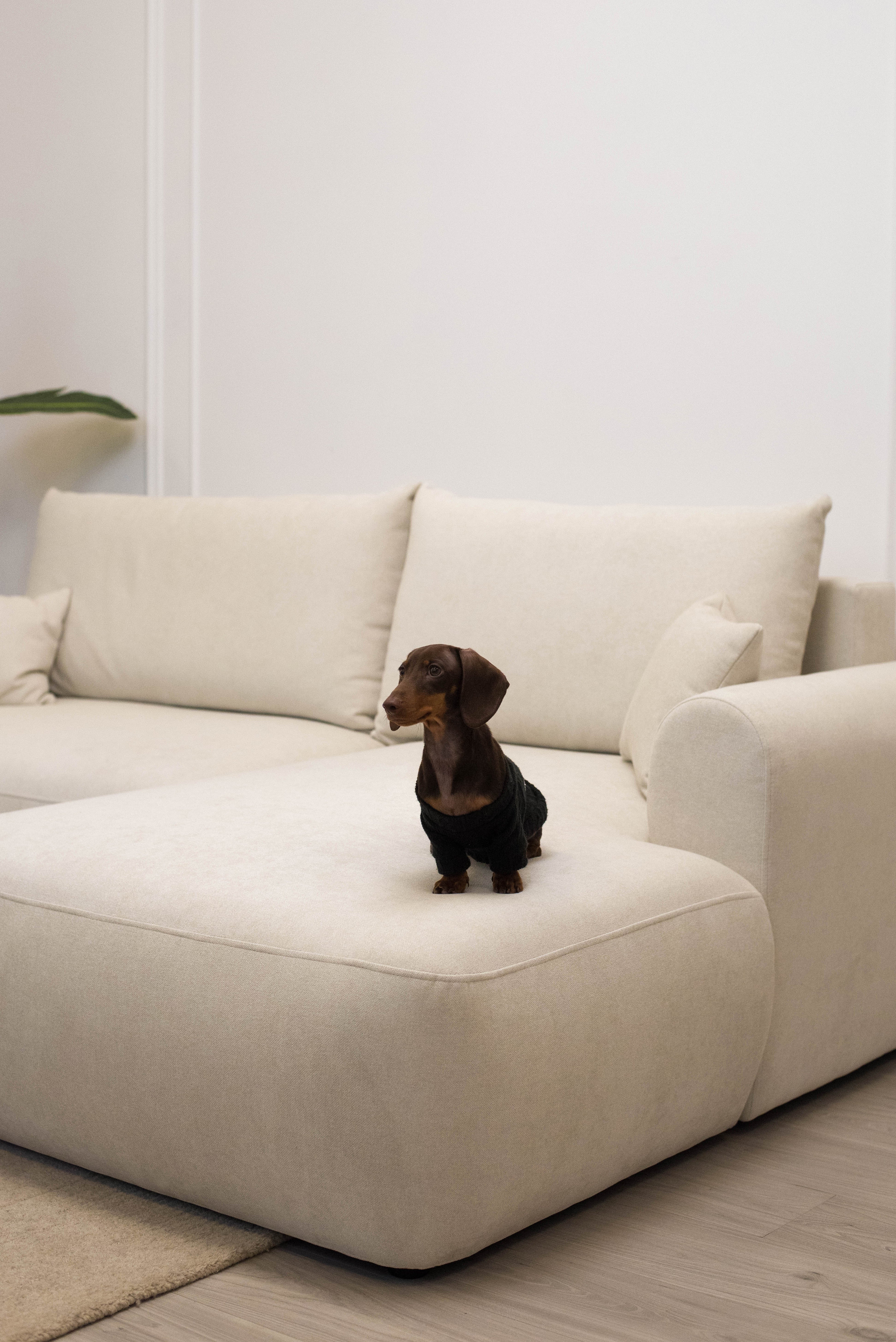 Ecksofa mit Schlaffunktion Ovo mini, L-förmig, rechtsseitig, mit Stauraum, cremefarbener, pflegeleichter Chenille-Stoff