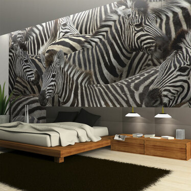 Fototapete ZEBRAS